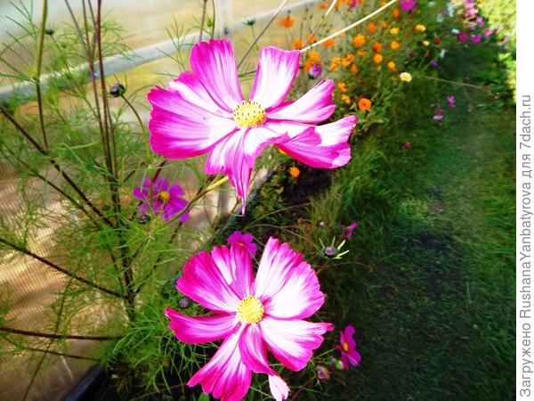 Пикоти. На твою Акулину похожа.