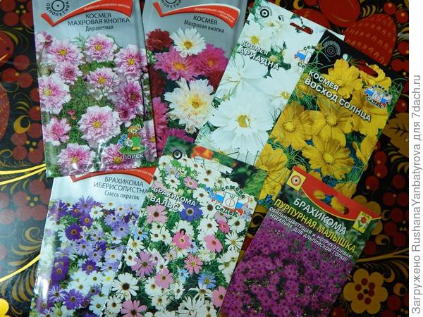 Среди них есть Махровые кнопки.