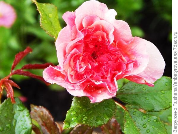 И наконец-то решилась выращивать розы.