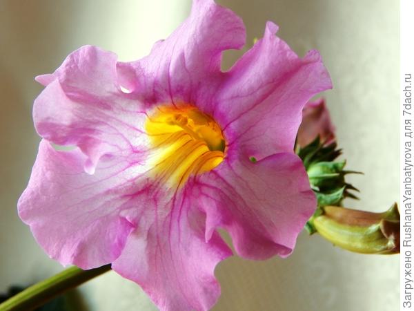 А еще, благодаря сайту, я стала выращивать новые для себя цветы. Это инкарвиллея Делавея.