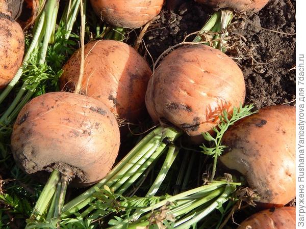 Очень сладкая морковь Полярная клюква.