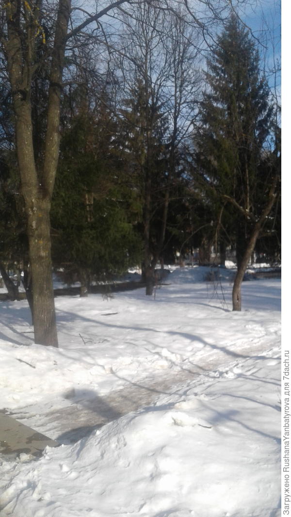 Последний чистенький снег этого года.