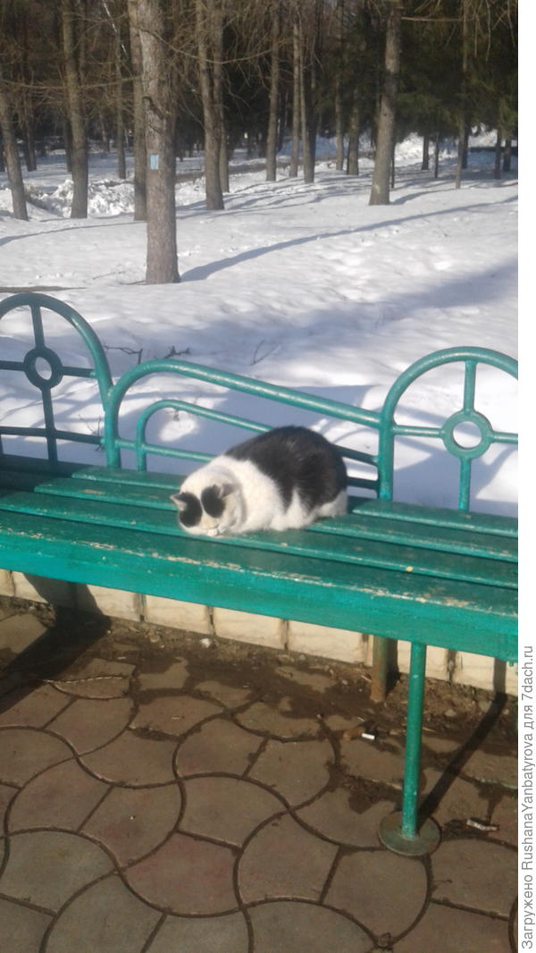 Кот греется на солнышке и жмурится.