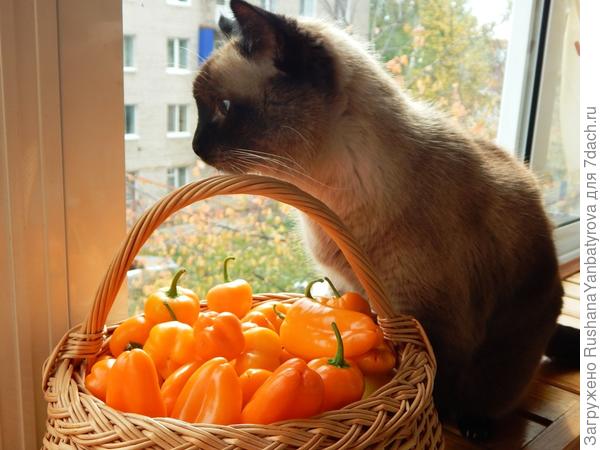 Целая корзинка &quot;рыжей&quot; радости!