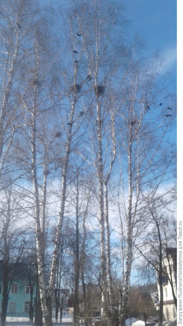 А вот и весенние крикуны,уже строят гнезда.