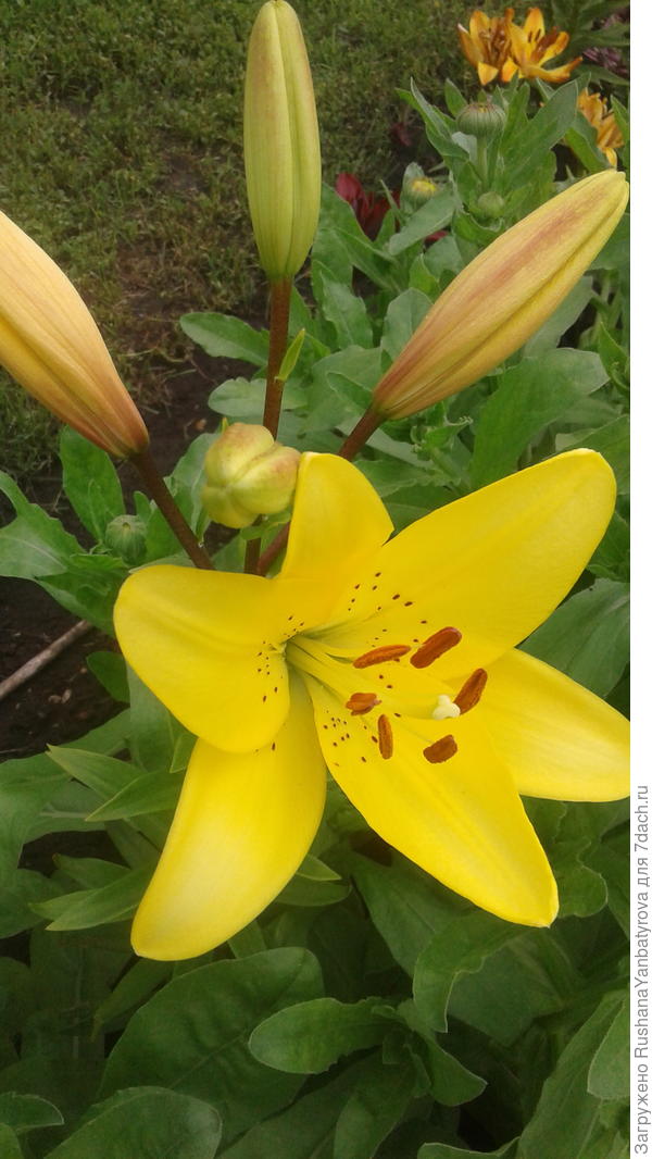 Солнечная лилия для солнечной Оли!