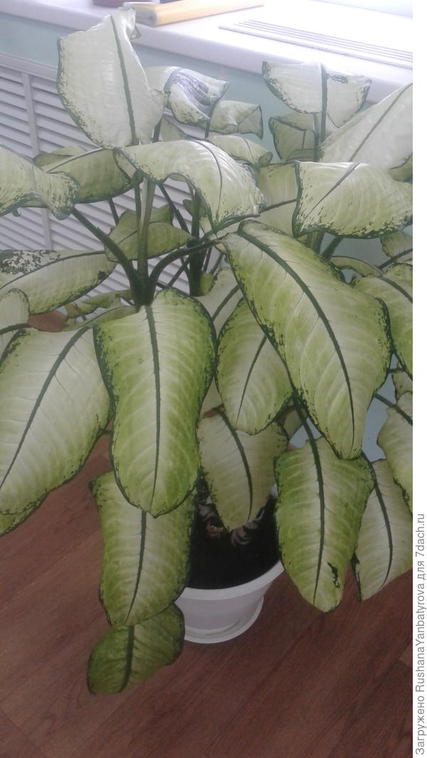 Диффенбахия на работе.
