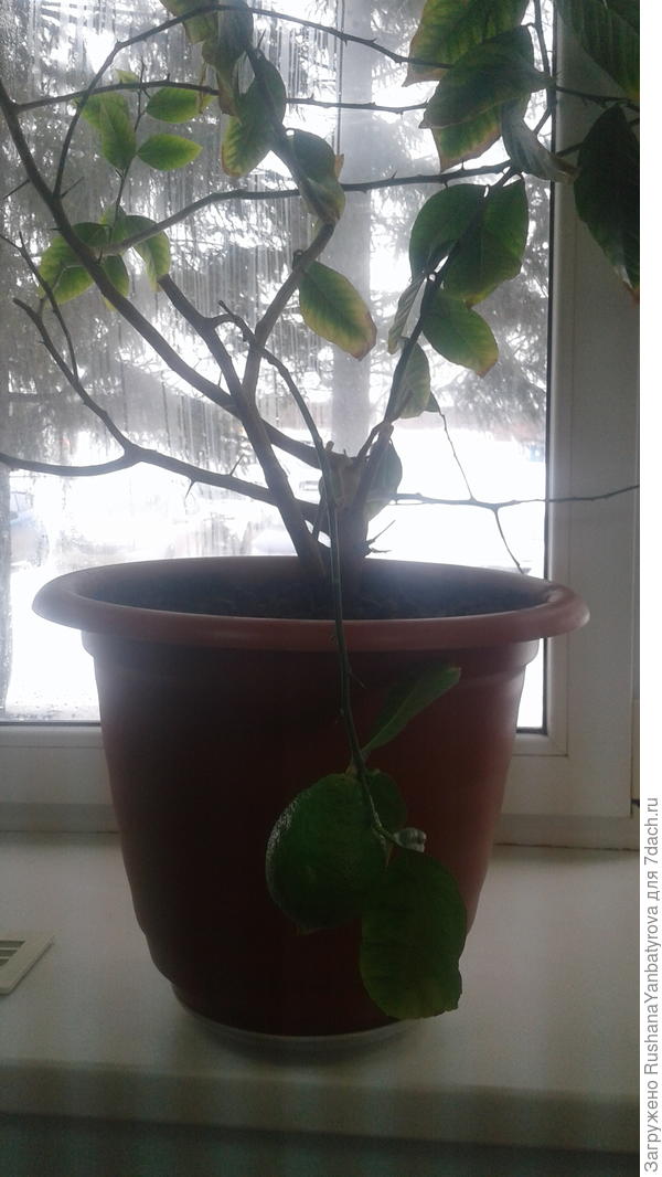 Вот он нынче. Плод растет,а второй выше.