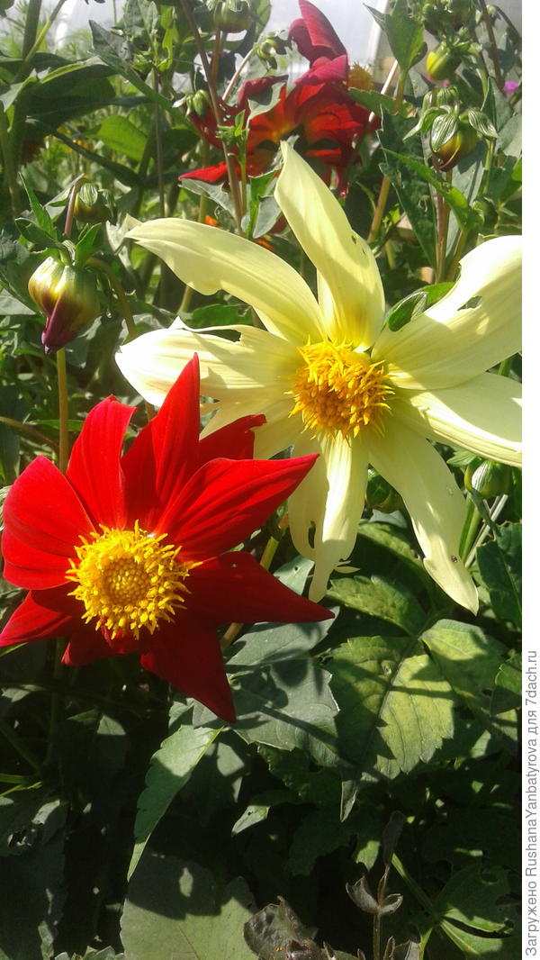 Подарок Ане!