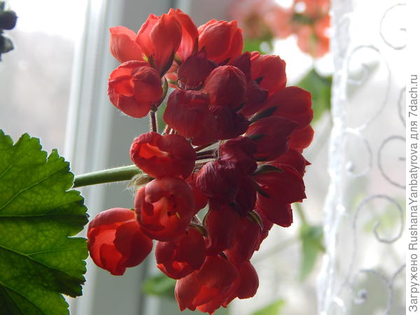 Моя тюльПаночка!