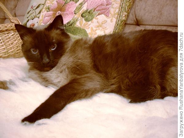 Уж такой был серьезный и умный зверь!