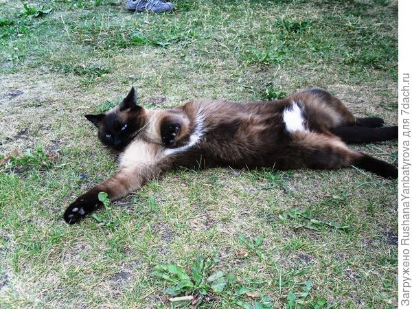 Красота во дворе на травке!