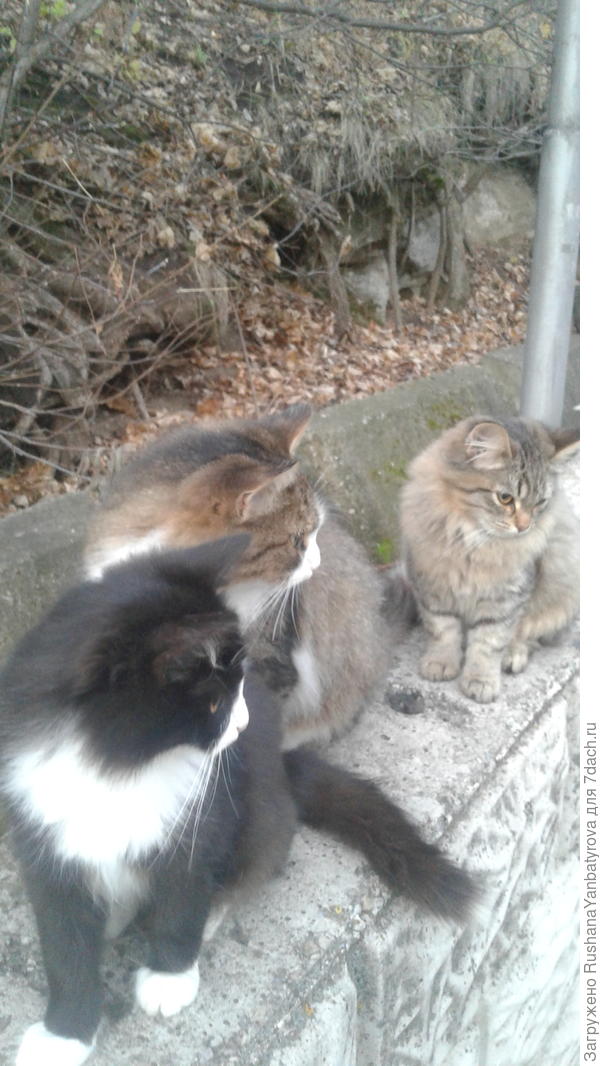 Мама в середине,а рядом ее котята.осень 2019.