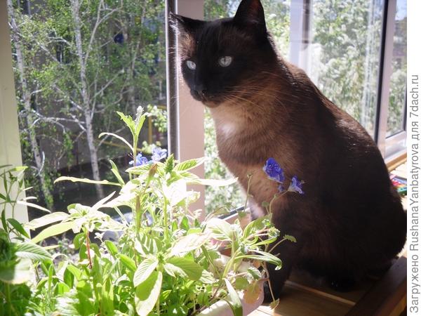 Весна. На дачу хочется! Рассаду увезли, а меня когда же?