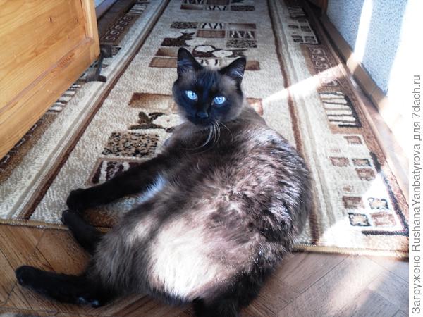 Голубоглазик!