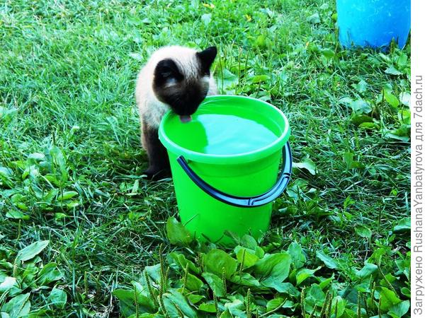 Из мелкой тары на даче не пил. Вода в ведре такая вкусная, колодезная!