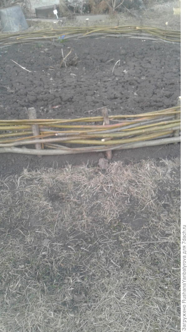 Для цинерарии и газании.