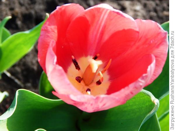 Весна идет, весне дорогу!