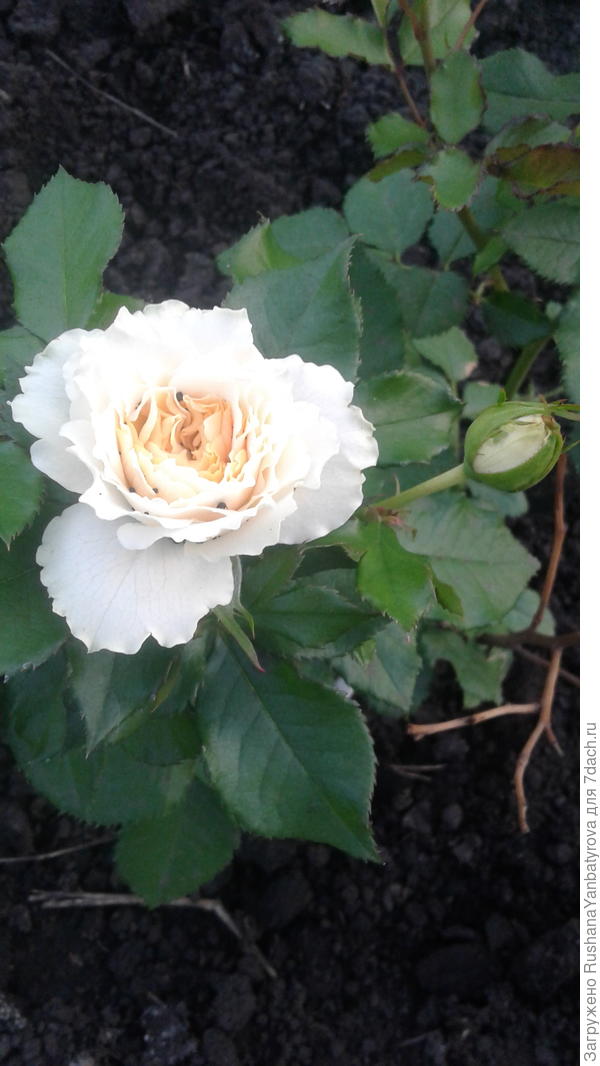 Олечке с большим уважением и восхищением!