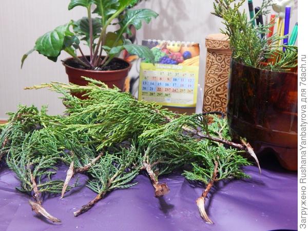 Приготовленные черенки.