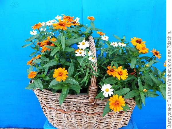 Есть корзина и не одна. Сплетем к ним кашпо из лозы.