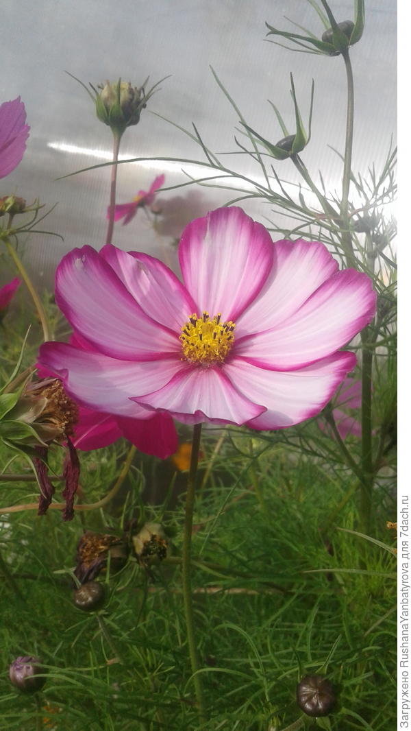 На радость!