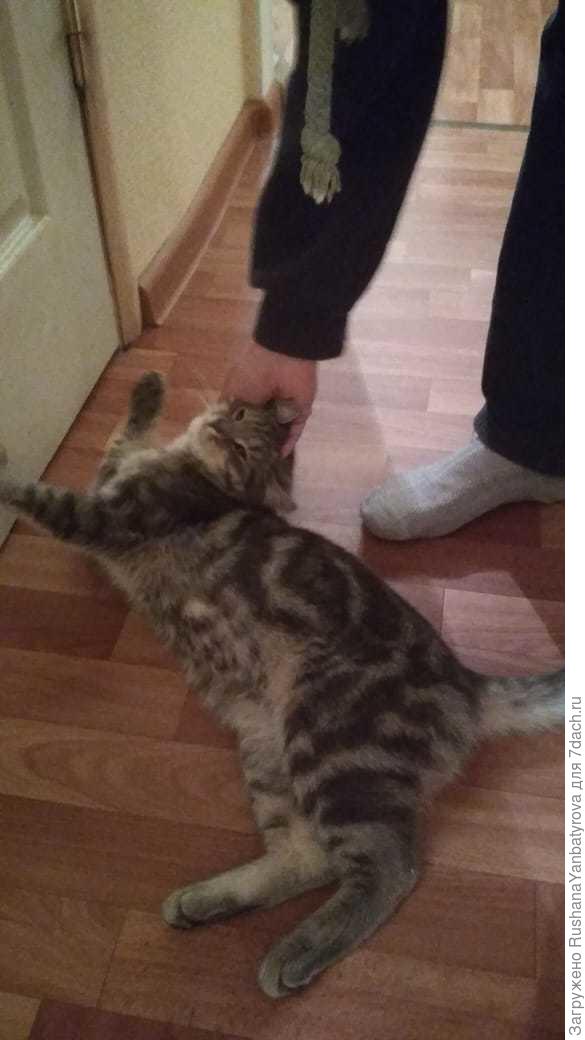 Ласковый котик.