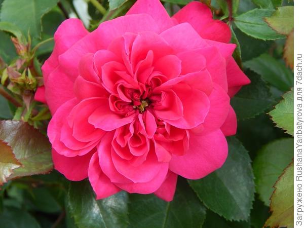 Пусть каждый день будет наполнен яркими красками!