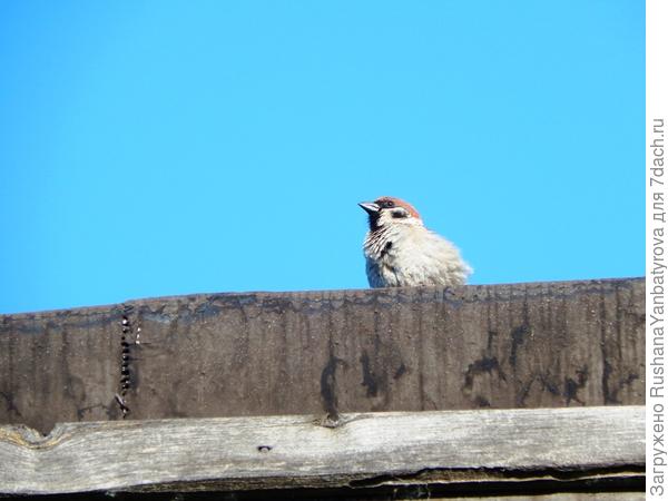 Воробышек в лазури.