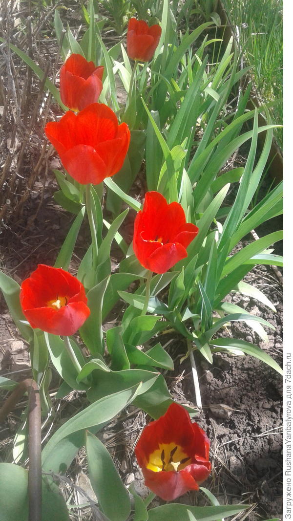 Яркие тюльпаны вам!