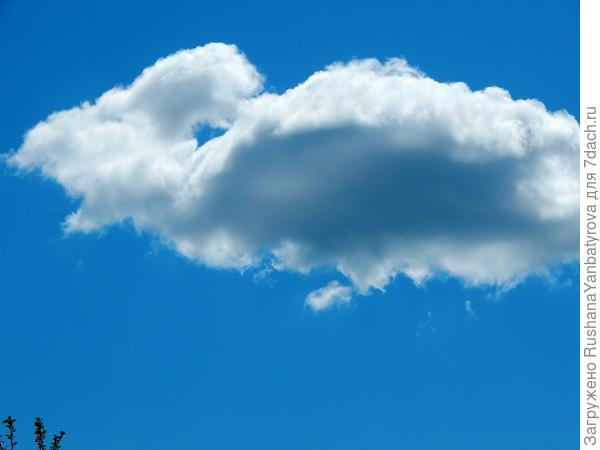 Облако-кролик!