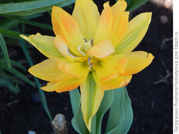 Дарю тебе мой новый тюльпан!