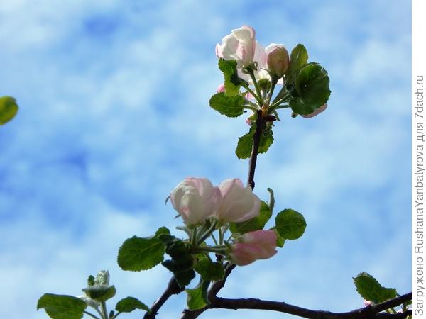 Яблоню две ночи дымлением спасали от холода. Цветет!