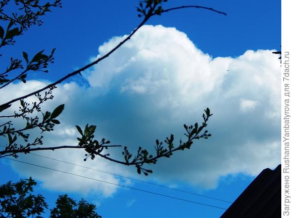 Веточка вишни - ожерелье для облака.