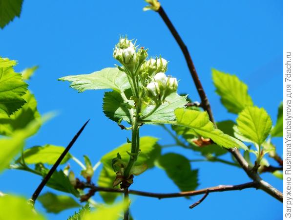 Память о Кисловодске - боярышник культурный. Зацветает,ура!