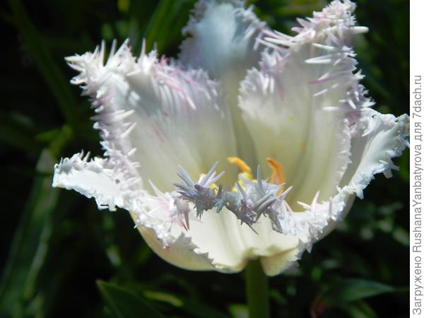 Белый тюльпан, как белый лист для новых планов.