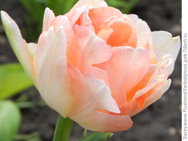 Эту нежность дарю Катюше на юбилей!