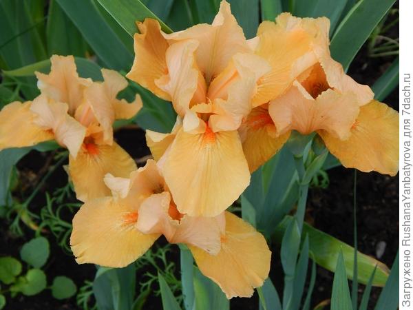 Ириски Катеньке Неволиной!