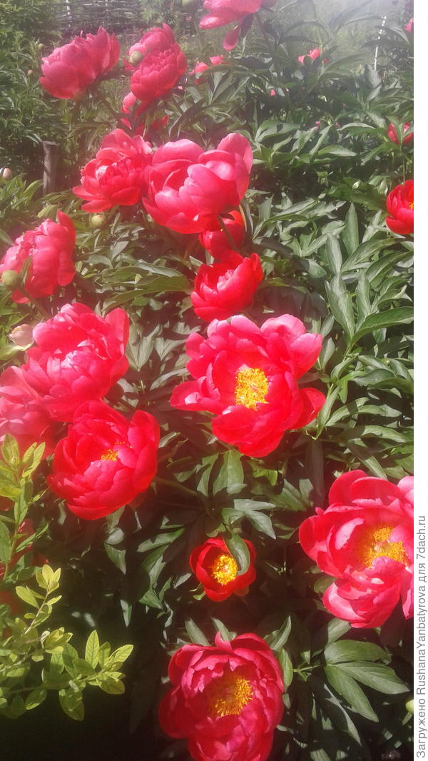 Яркий пион для яркой Марины