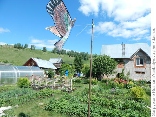 Порыв ветра, и он взмыл вверх! А с ветром у нас порядок!