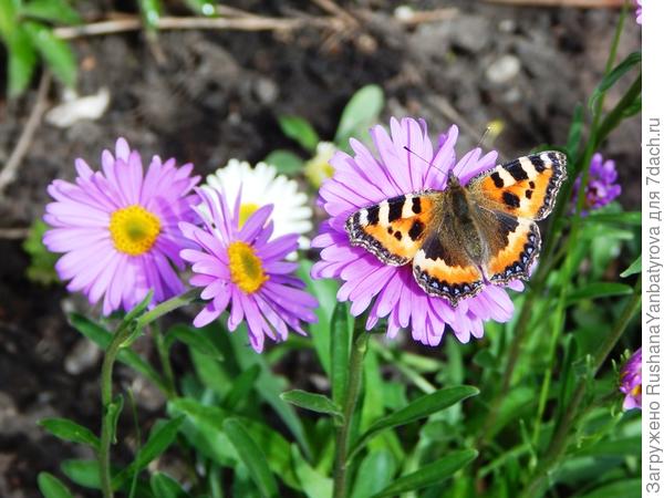 Позирует для крупного плана.