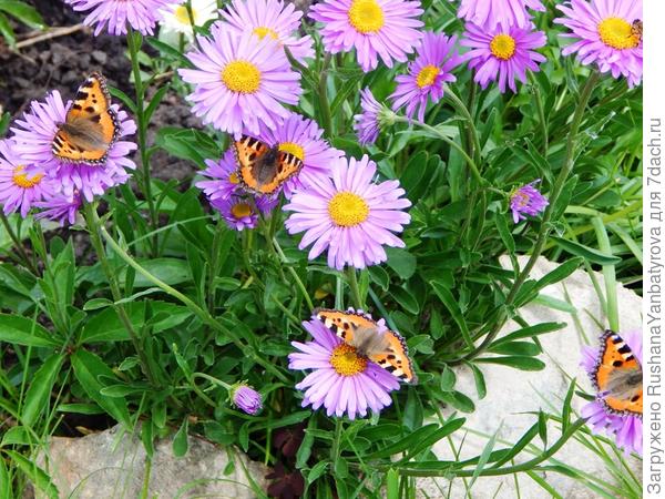 Слет на альписких астрах.