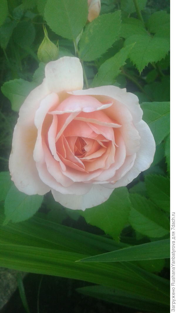 Розочка для Вас!