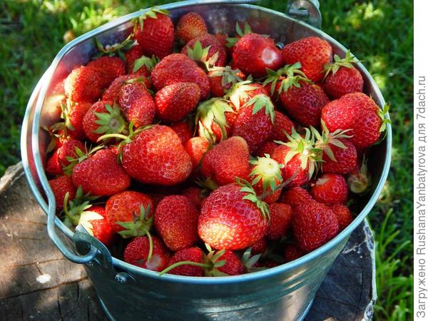 Зато есть клубничка в ведерках...