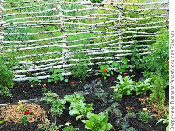 У плетня грядка-микс и настурция ждут тепла...