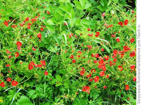Огонькам лапчатки морозы не страшны.