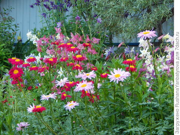 Буйство красок во дворе: пиретрумы и аквиллегии.