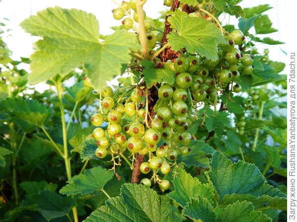 Смородина розовая