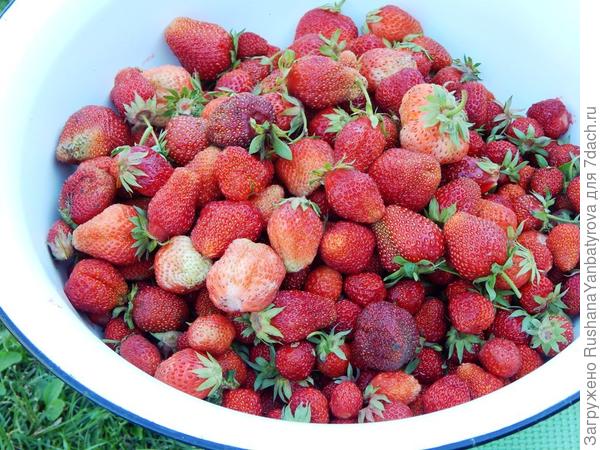 и в тазиках!