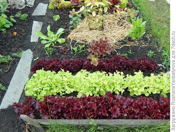 И даже салатики не хотят расти. Так и съедим маленькими.